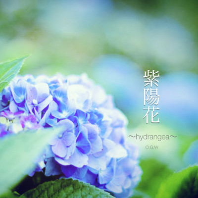 紫陽花/O.G.W