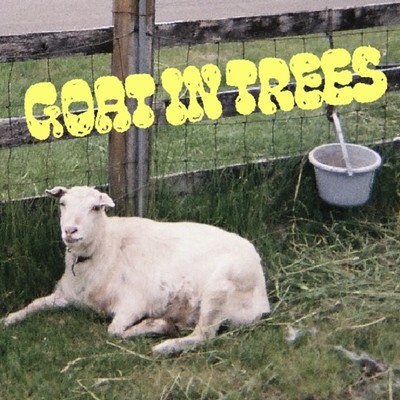Goat In Trees
