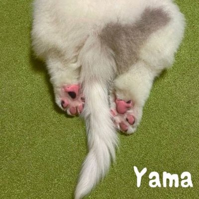 シングル/ほわわんのんき/yama