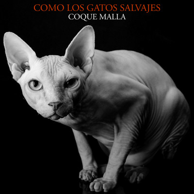 シングル/Como los gatos salvajes (En directo)/Coque Malla
