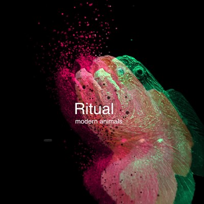 Ritual/modern animals
