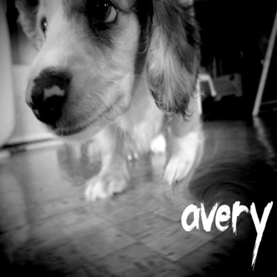 avery/夕方の犬(U ・ェ・)
