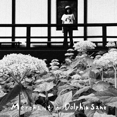 アルバム/Dolphin Sane/Merchant