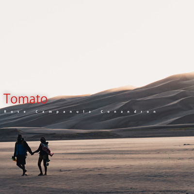 Tomato/Rose Campanula Conandron