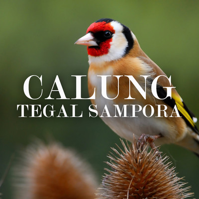 アルバム/Calung Tegal Sampora/Darso