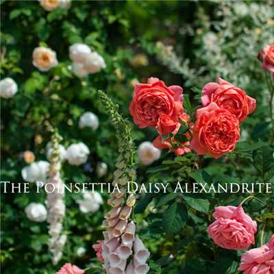 The Poinsettia Daisy Alexandrite/Kochia Aloe at Blind