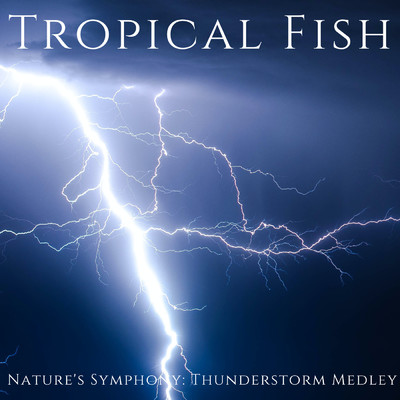 シングル/Calm After the Storm/Tropical Fish