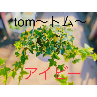アイビー/tom〜トム〜