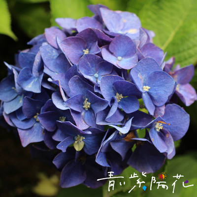 ヨヒラ/青い紫陽花