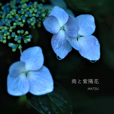 雨と紫陽花/MATSU