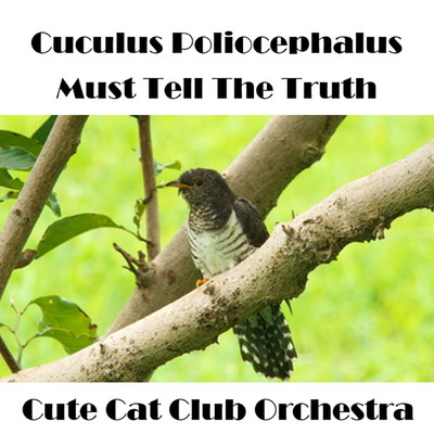 本当のことは言わねばならぬホトトギス/Cute Cat Club Orchestra