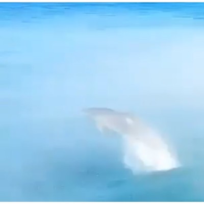 Dolphin/MINT
