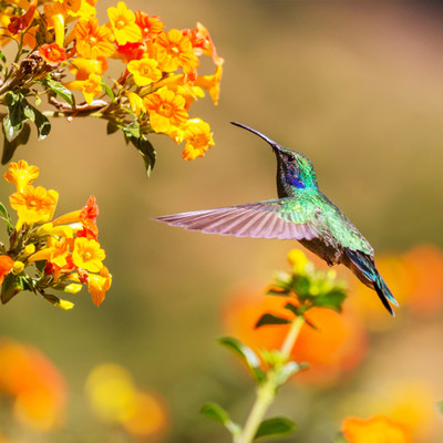 Hummingbird Drops/Hummingbird