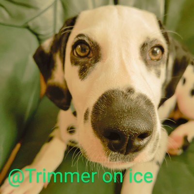 @Trimmer on ice