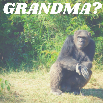 Grandma？/Mystkl Pkl