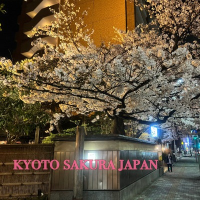 kyoto sakura japan/俊