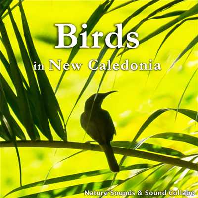 水辺でさえずる鳥たち 〜ニューカレドニア サラメア〜/自然音 & サウンド・コラボ