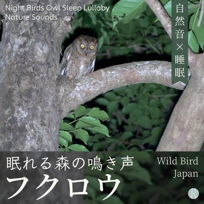 フクロウ 眠れる森の鳴き声 - 自然音×睡眠/Wild Bird Japan