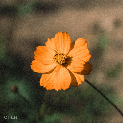 アルバム/Before the Petals Fall/CHEN