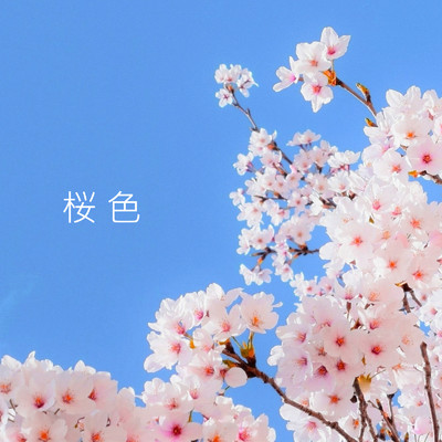 桜舞う夜/Sakura Note