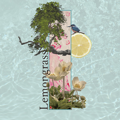 Lemongrass/Dry Wet Celosia