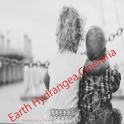 Earth Hydrangea Cineraria/Gamolepis Peach