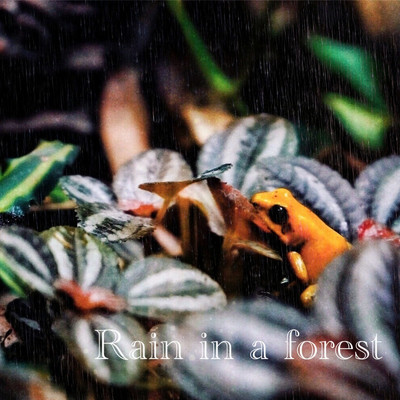 Rain in a forest/Tomoya