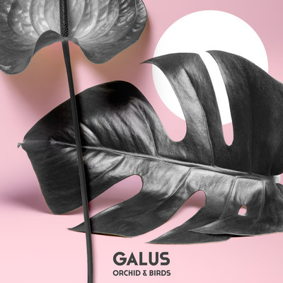 Orchid & Birds/Galus