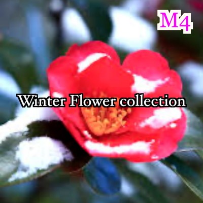 Winter Flower collection/M4