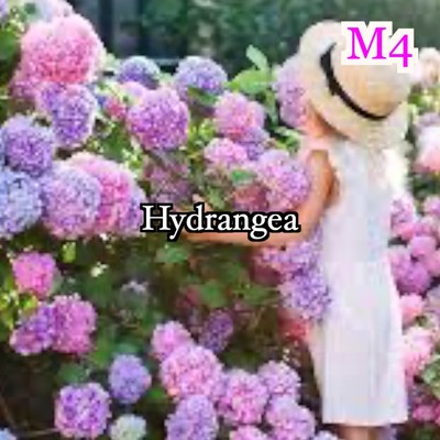 シングル/Hydrangea/M4