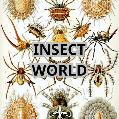 Insect World/Alexian Ng