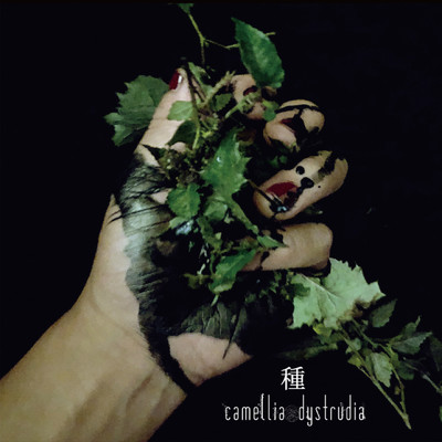 アルバム/種/camellia dystrudia