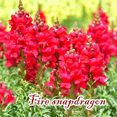 Fire Snapdragon/おすくらはぎお