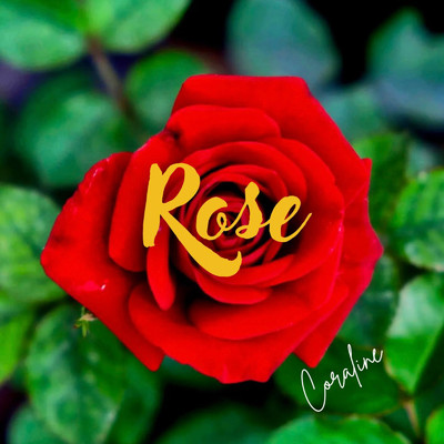 シングル/Rose/Coraline