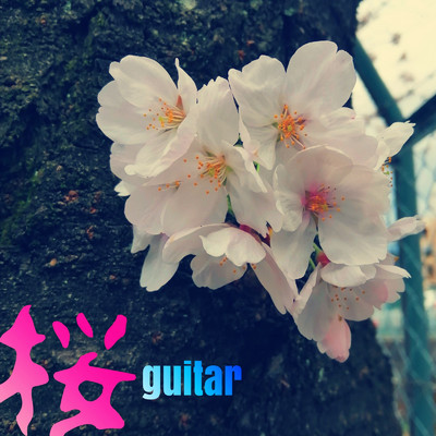 桜guitar/KENGO HONDA