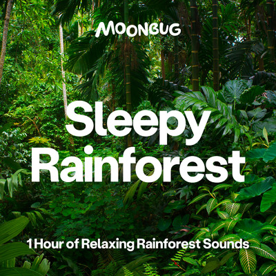 アルバム/Sleepy Rainforest (1 Hour of Relaxing Rainforest Sounds)/Sleepy Baby Sounds
