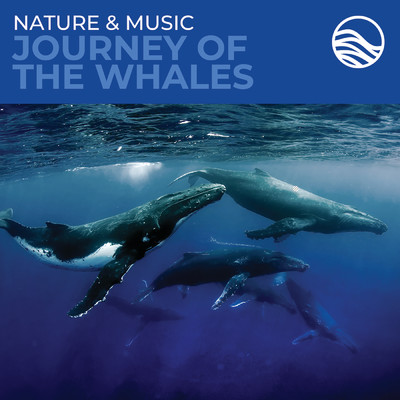 アルバム/Nature & Music: Journey Of The Whales/デヴィッド・アーカンストーン
