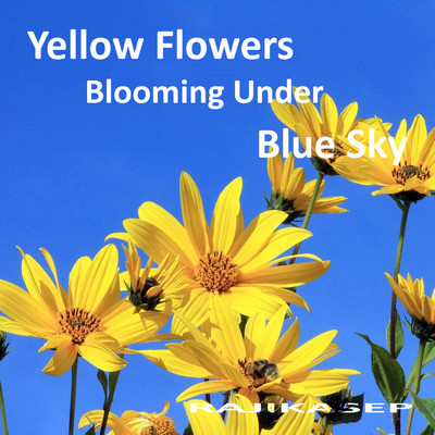 Yellow Flowers Blooming Under Blue Sky/RajikaseP