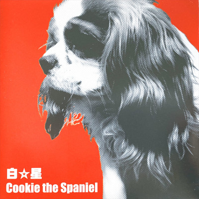 Cookie The Spaniel/白☆星