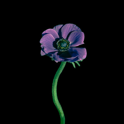 anemone(silent edit)/zo×