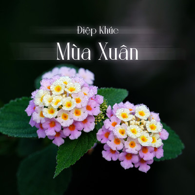 シングル/Diep Khuc Mua Xuan/Hang Han
