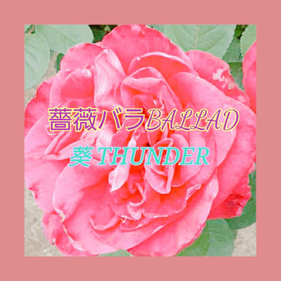 薔薇バラBALLAD/葵 THUNDER