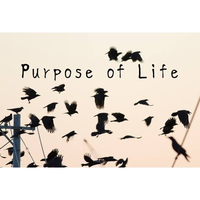 Purpose of Life/Tom