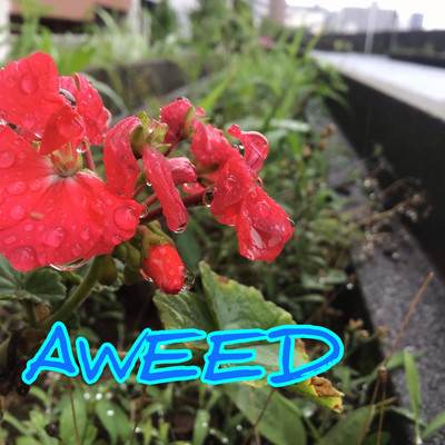 Raindrops(Acoustic ver.)/AWEED
