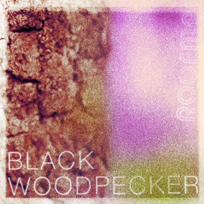 Black Woodpecker/Roofman