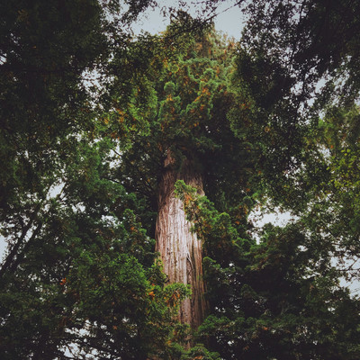 cypress/hario island