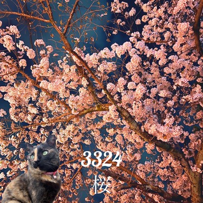 桜/3324