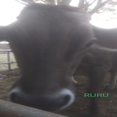 シングル/newyear3/RURU