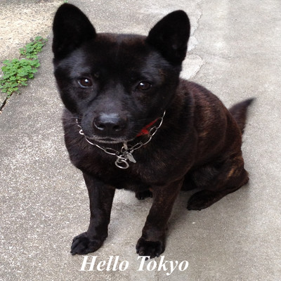 シングル/Hello Tokyo/Megpoid