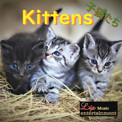 Kittens/Lip